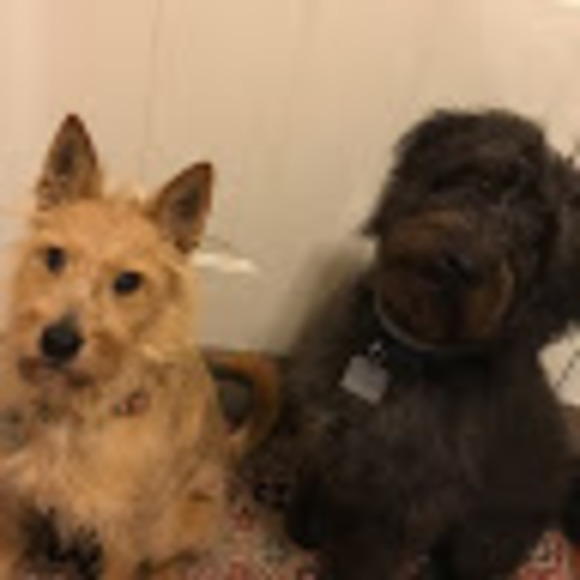 Meet your Posher, Madeline - Picture 1 of 1